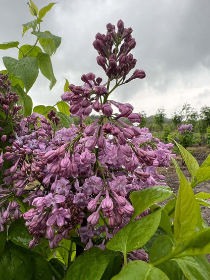 Syringa hyacinthiflora 'Lavender Lady' meerstammig / struik bloem
