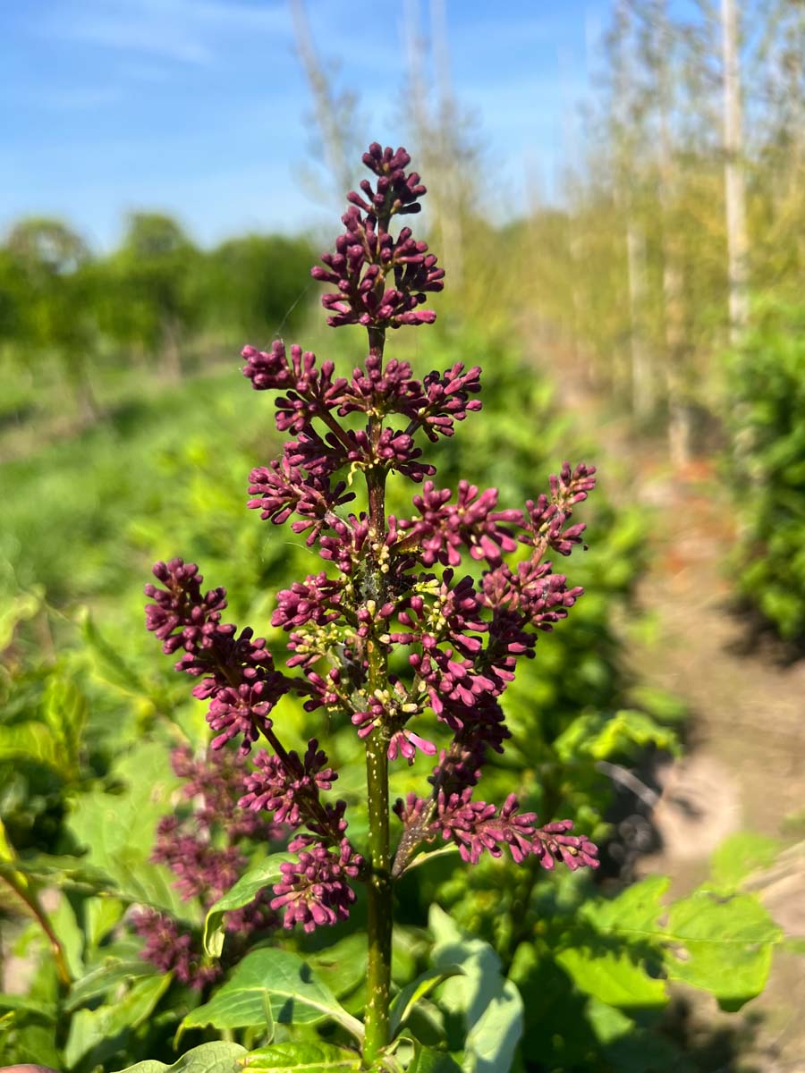 Syringa (V) 'Minuet' bloem
