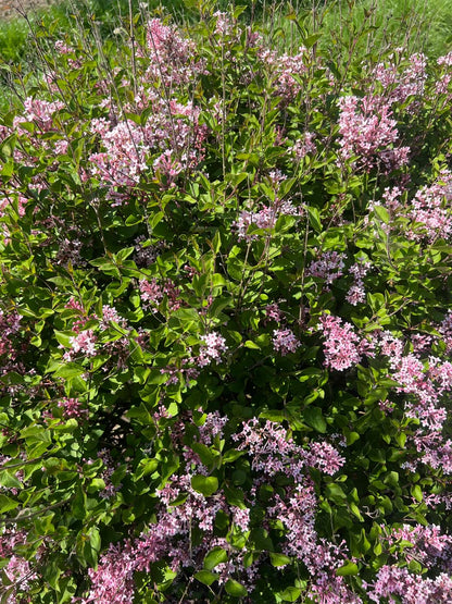 Syringa 'Pink Perfume' meerstammig / struik bloesem