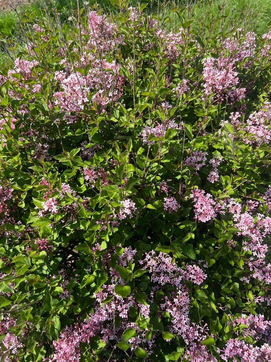 Syringa 'Pink Perfume' Tuinplanten bloesem