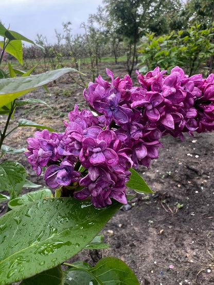 Syringa vulgaris 'Charles Joly' solitair bloem