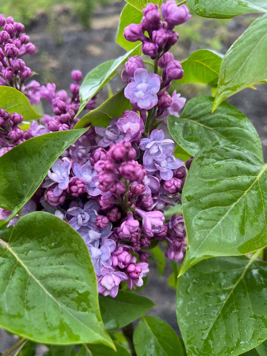 Syringa vulgaris 'Duc de Massa' Tuinplanten bloem