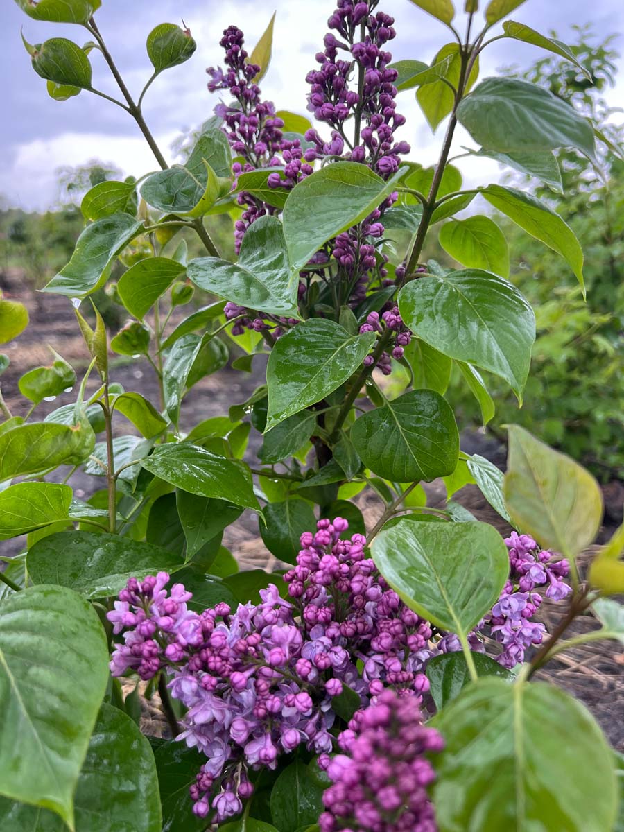 Syringa vulgaris 'Duc de Massa' meerstammig / struik blad