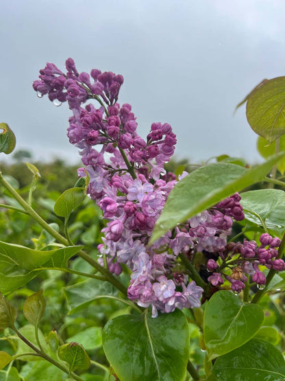 Syringa vulgaris 'Mme Antoine Buchner' op stam bloem