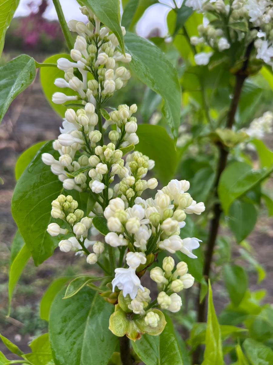 Syringa vulgaris 'Mme Lemoine' meerstammig / struik bloem