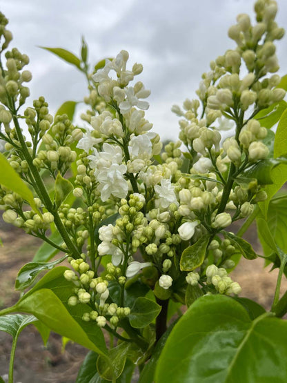 Syringa vulgaris 'Mme Lemoine' op stam bloesem