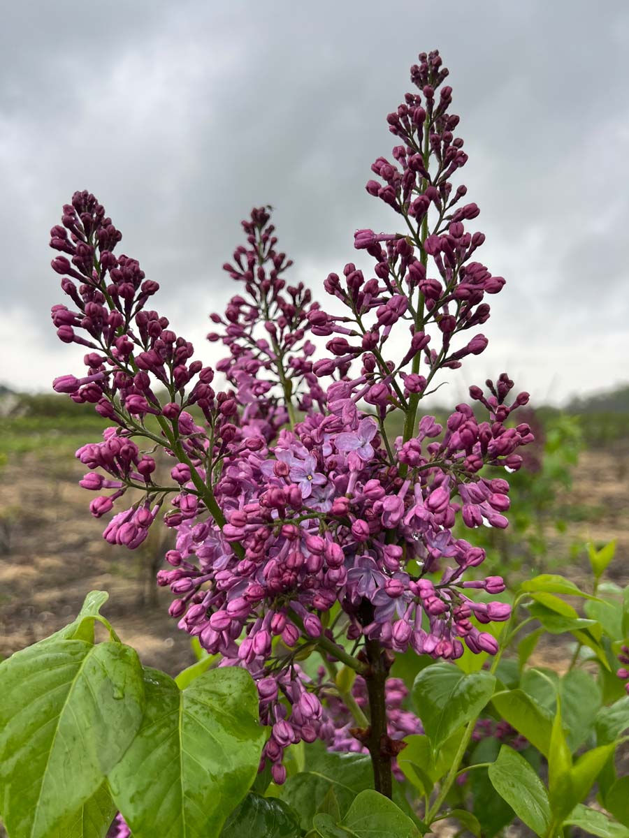 Syringa vulgaris 'Paul Deschanel' bloem