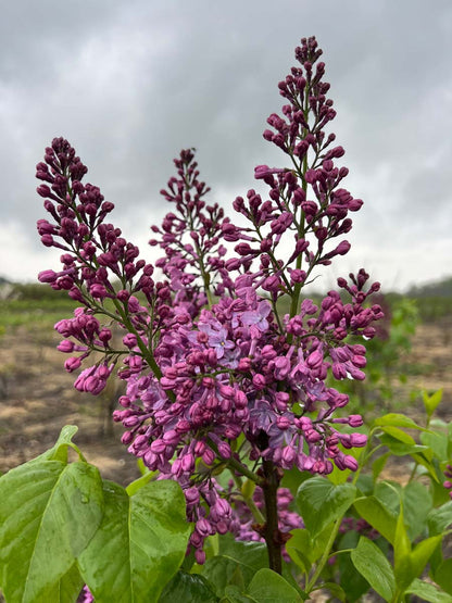 Syringa vulgaris 'Paul Deschanel' Tuinplanten bloem