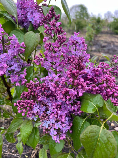 Syringa vulgaris 'Ruhm von Horstenstein' meerstammig / struik bloem