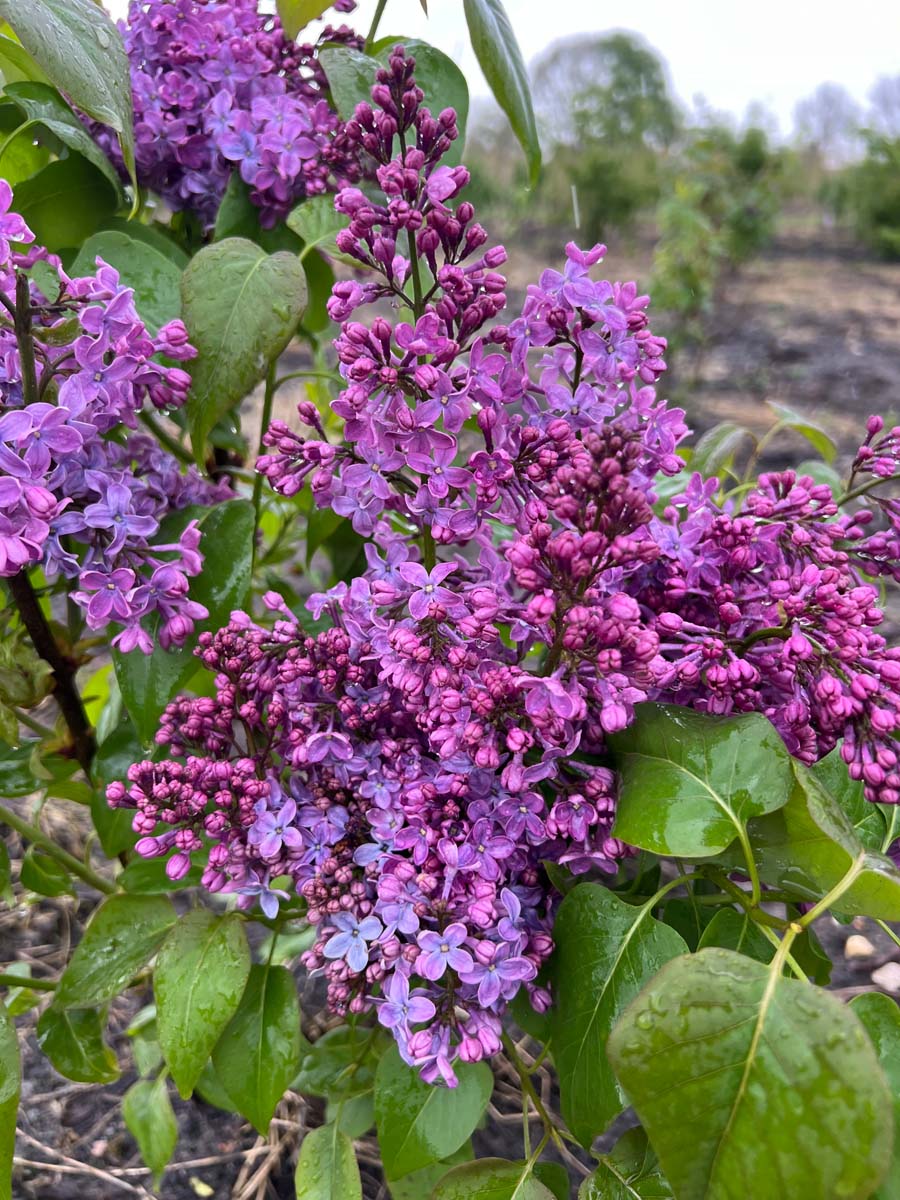 Syringa vulgaris 'Ruhm von Horstenstein' Tuinplanten bloem
