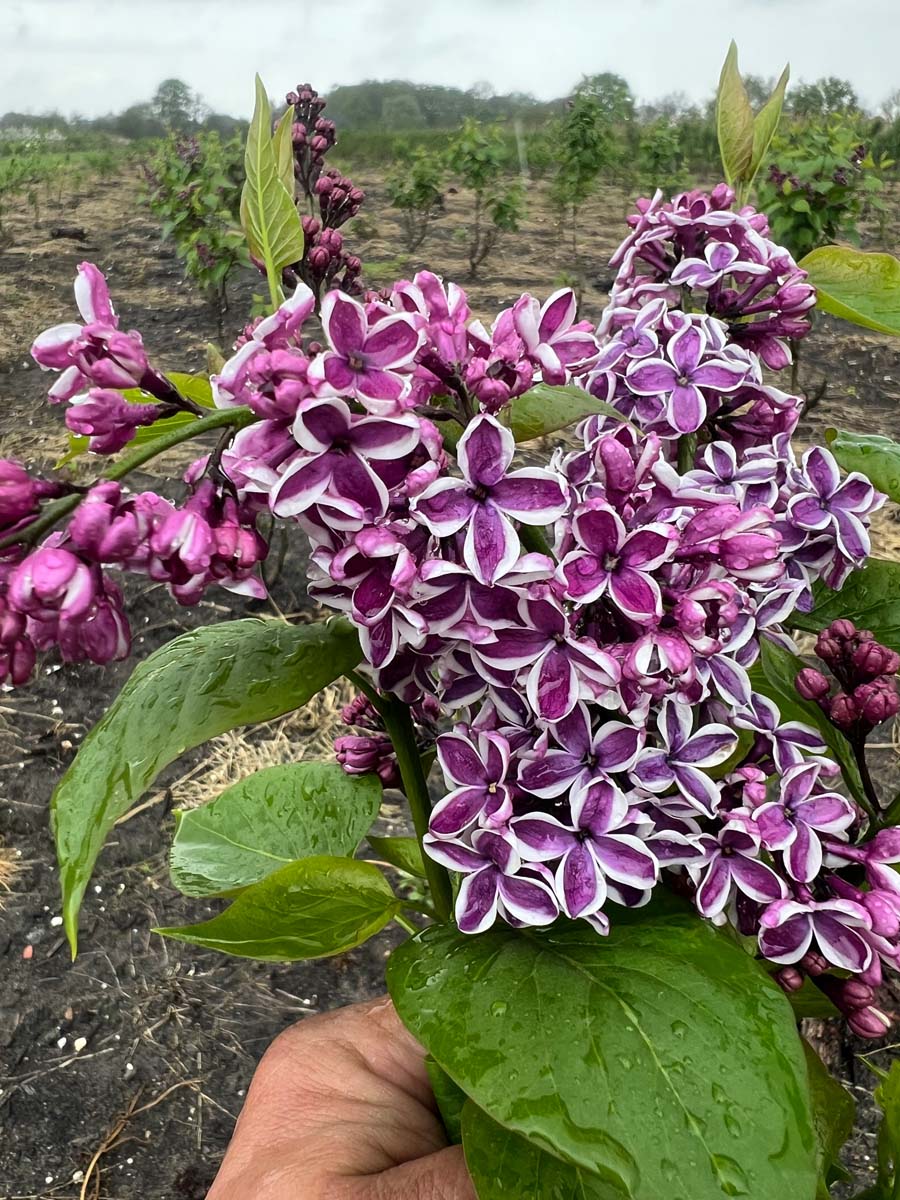 Syringa vulgaris 'Sensation' op stam