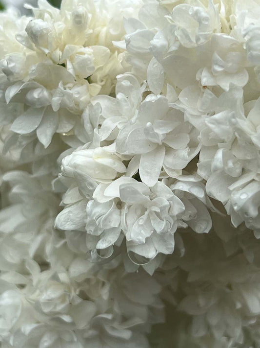 Syringa vulgaris 'Souvenir d'Alice Harding' op stam bloem