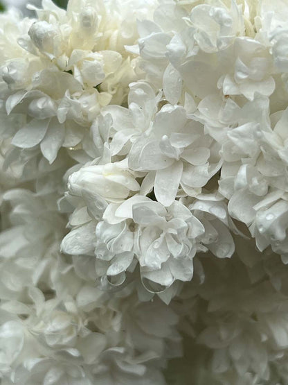 Syringa vulgaris 'Souvenir d'Alice Harding' meerstammig / struik bloem