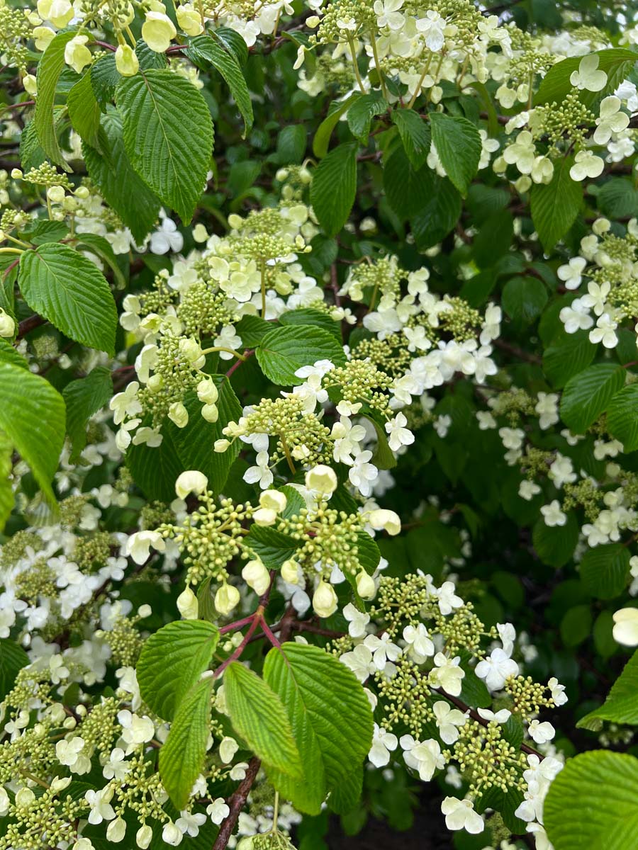Viburnum plicatum bloem