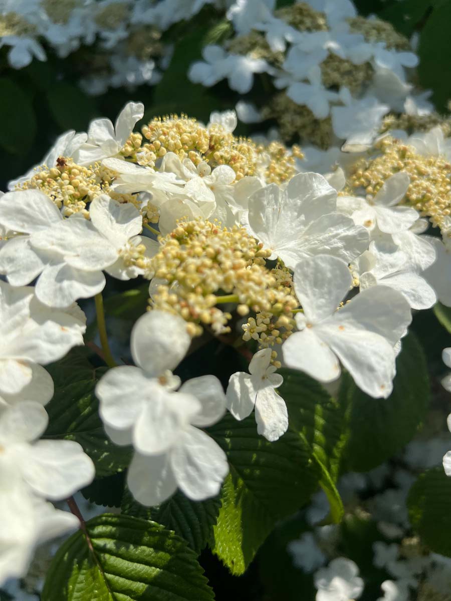 Viburnum plicatum 'St Keverne' bloem