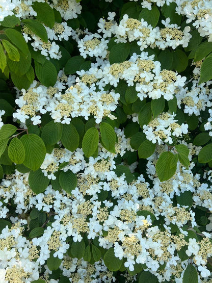 Viburnum plicatum 'St Keverne' bloesem