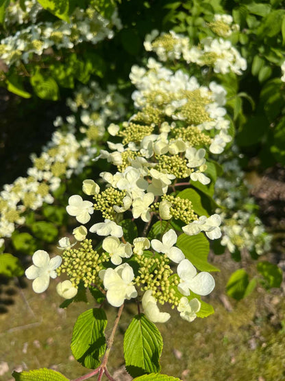 Viburnum plicatum bloem