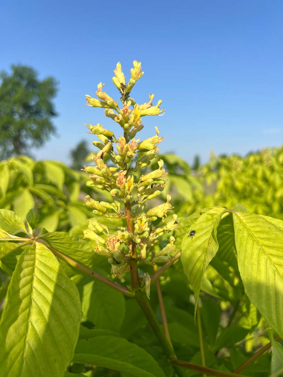 Aesculus glabra 'Sophia' meerstammig bloem
