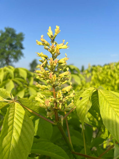 Aesculus glabra 'Sophia' meerstammig bloem
