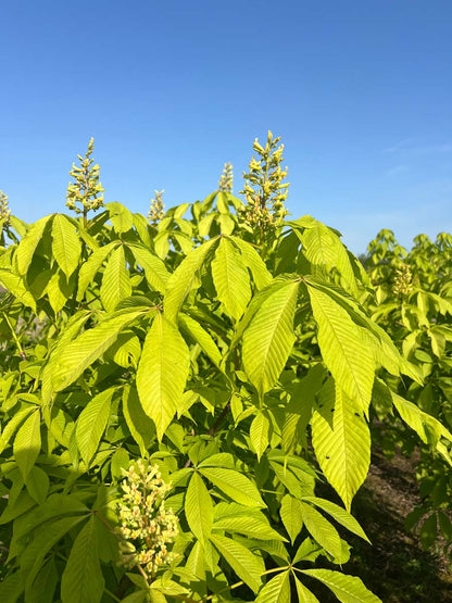 Aesculus glabra 'Sophia' meerstammig bloemen