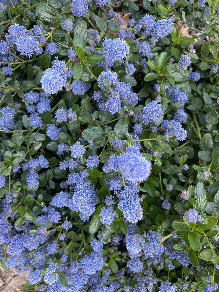 Ceanothus thyrsiflorus repens op stam bloemen