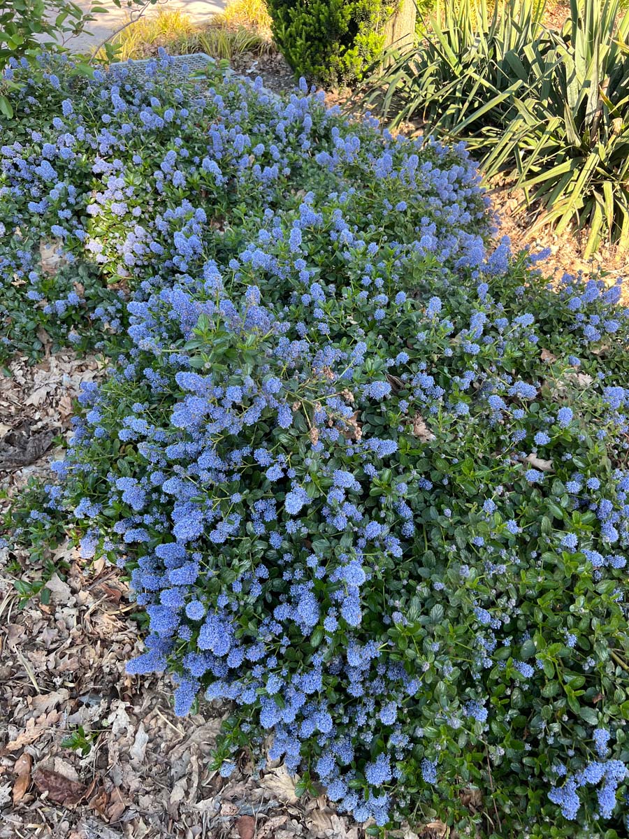 Ceanothus thyrsiflorus repens op stam bloem