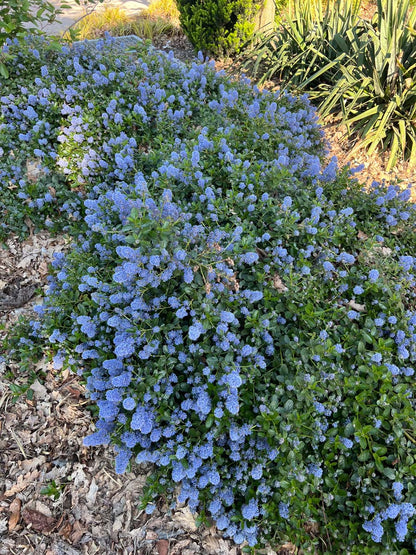 Ceanothus thyrsiflorus repens op stam bloem