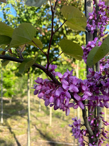 Cercis siliquastrum op stam bloem