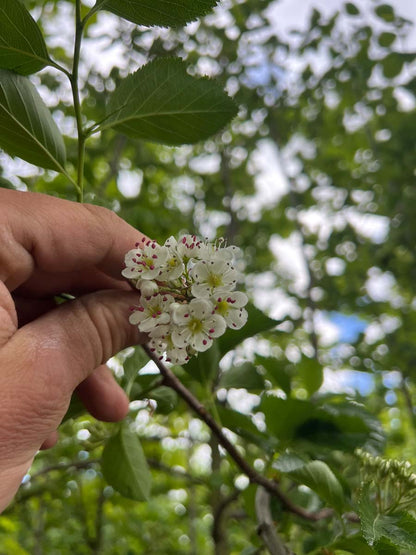 Crataegus succulenta 'Jubilee' meerstammig / struik bloem