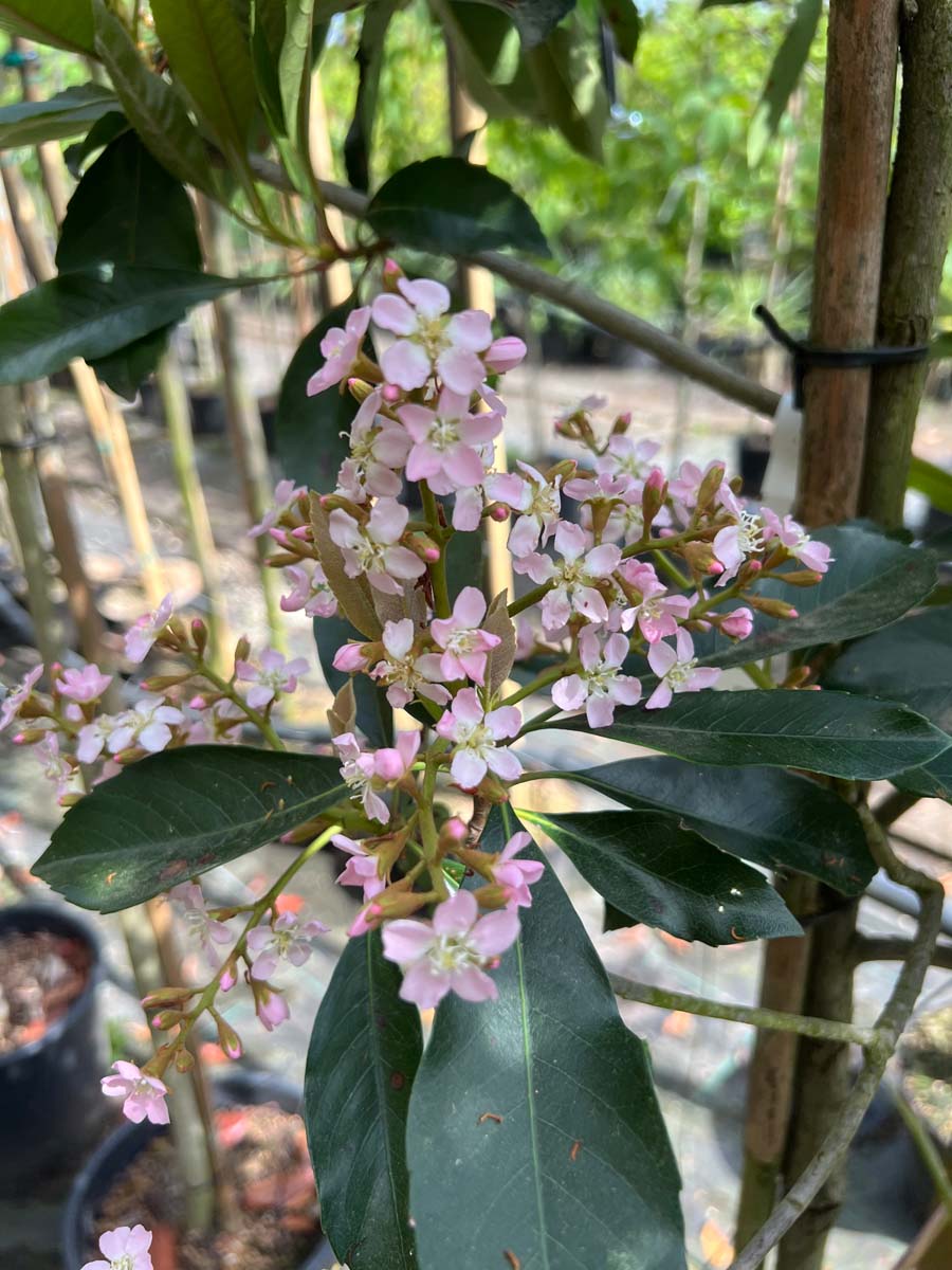 Eriobotrya japonica 'Coppertone' op stam bloesem
