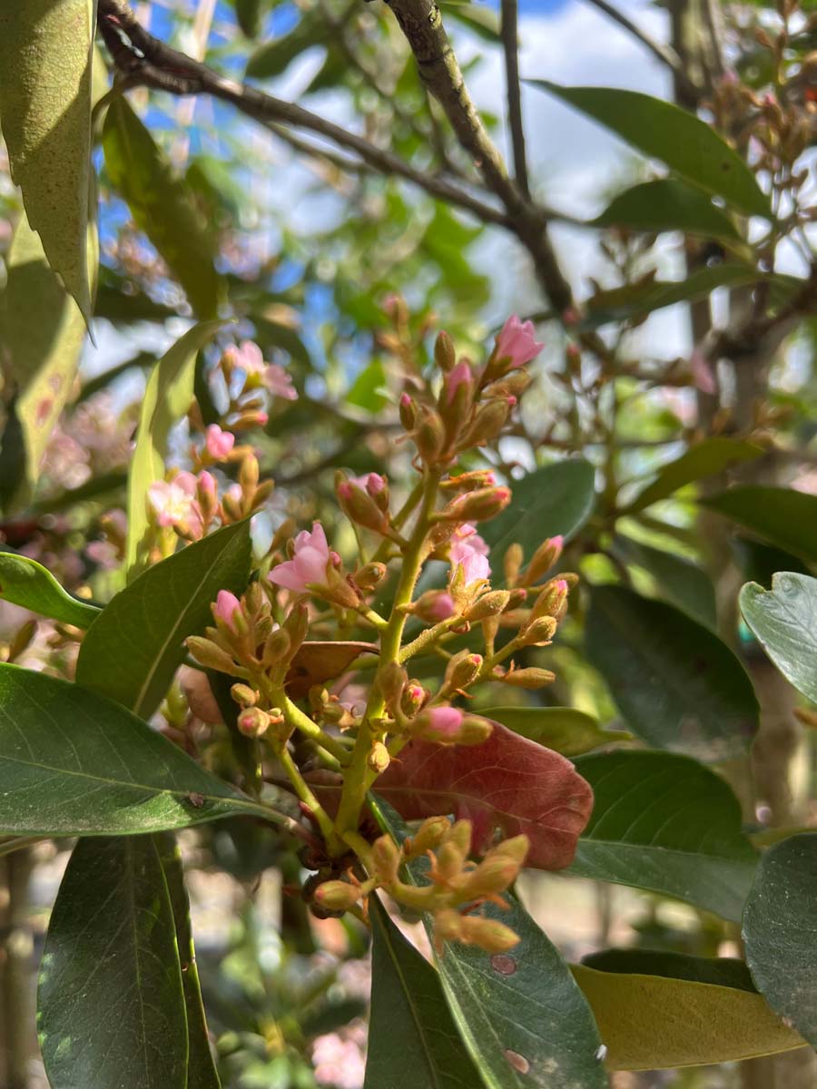 Eriobotrya japonica 'Coppertone' op stam bloem