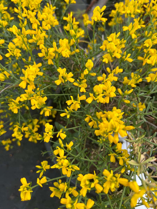 Genista lydia meerstammig / struik bloem