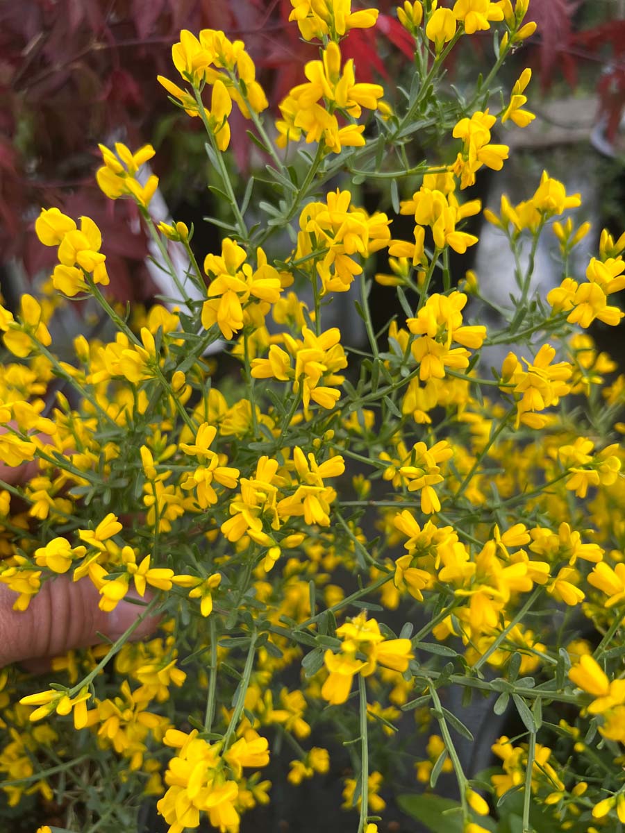 Pianta Vera Genista Lydia In Vaso 18 Cm | Arbusto Nano Giallo Per Bordure E Giardini Rocciosi