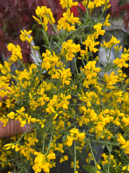 Genista lydia meerstammig / struik bloesem