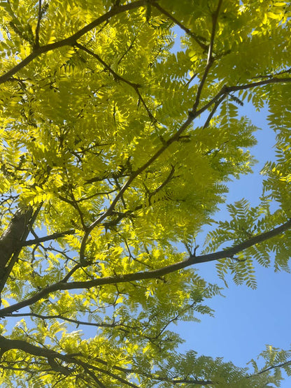 Gleditsia triacanthos 'Sunburst' dakboom kroon