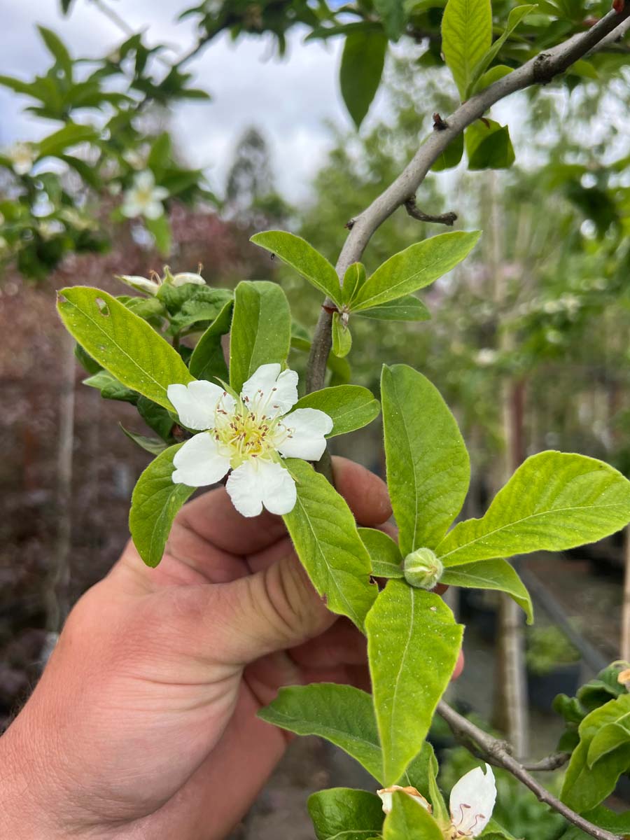 Mespilus germanica 'Westerveld' solitair bloem