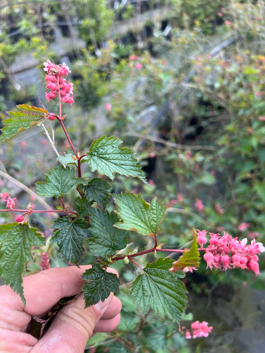 Neillia affinis Tuinplanten bloem