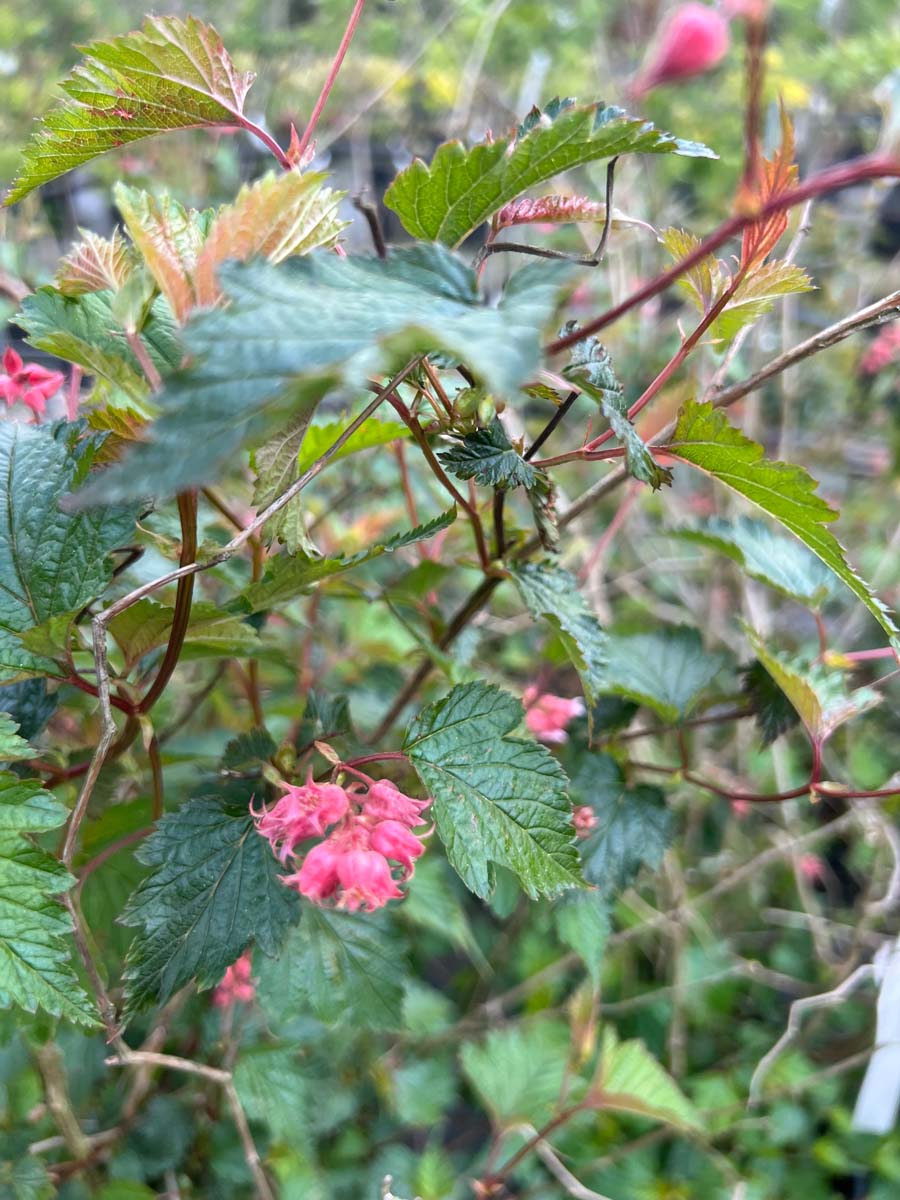Neillia affinis Tuinplanten bloem