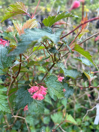 Neillia affinis Tuinplanten bloem