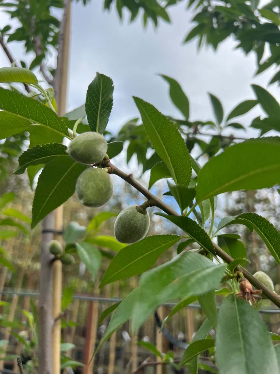 Prunus dulcis 'Robijn' meerstammig / struik vrucht