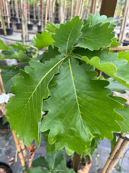 Quercus dentata 'Carl Ferris Miller' solitair blad