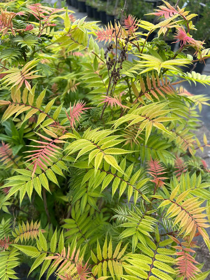 Sorbaria sorbifolia meerstammig / struik blad