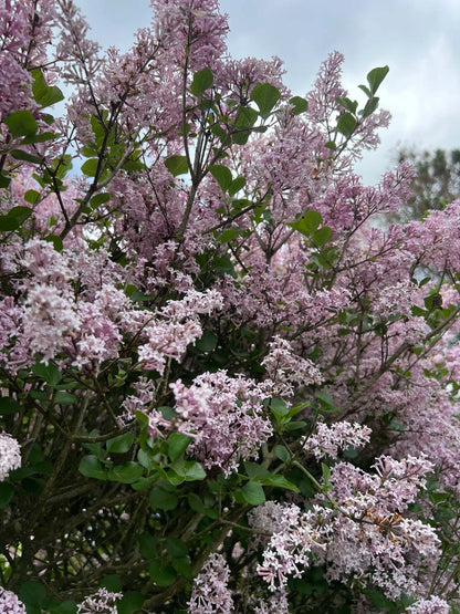 Syringa meyeri 'Palibin' meerstammig / struik bloesem