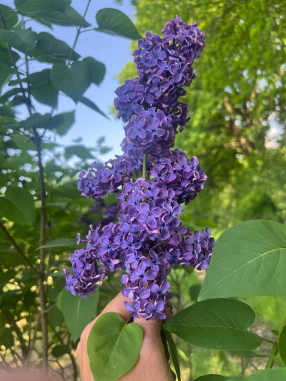 Syringa vulgaris 'Andenken an Ludwig Späth' solitair bloem