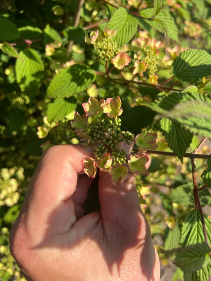 Viburnum plicatum 'Pink Beauty' meerstammig / struik bloem