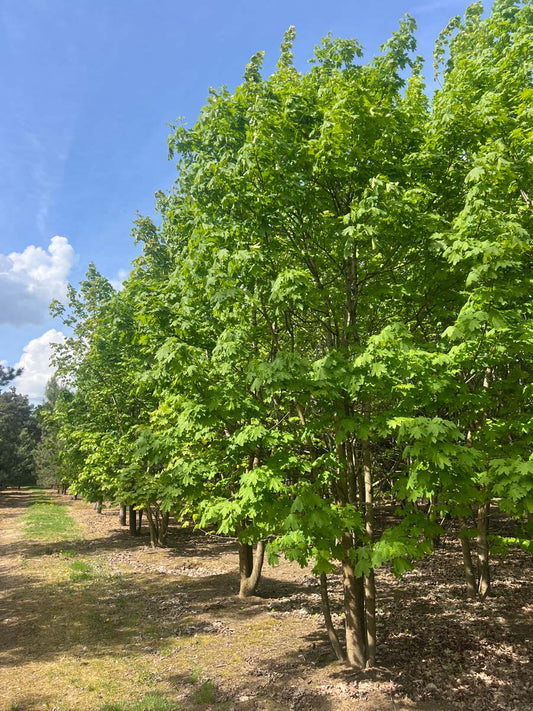 Acer platanoides meerstammig / struik meerstammig