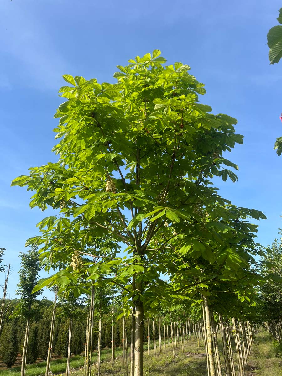 Aesculus hippocastanum 'Baumannii' op stam op stam