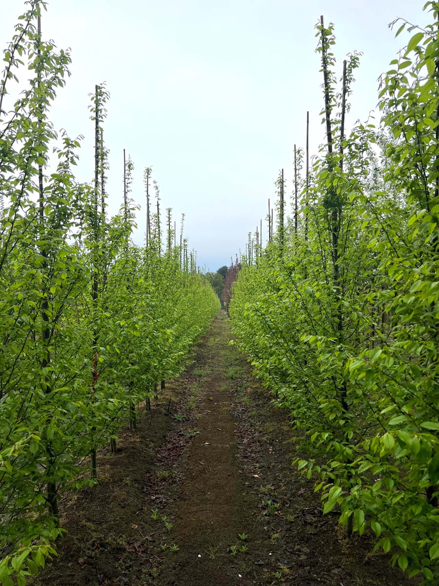 Carpinus betulus 'Fastigiata' op stam geveerd