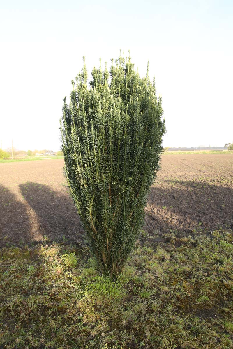 Cephalotaxus harringtonii 'Fastigiata' solitair