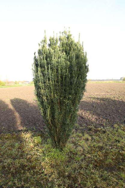 Cephalotaxus harringtonii 'Fastigiata' solitair